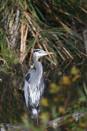 Great Blue Heron EW5