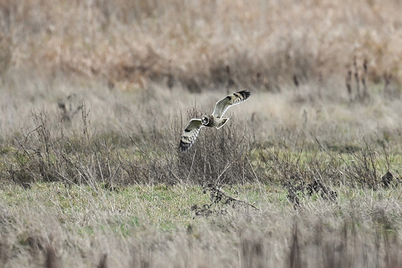 Short-eared Owl EW 2