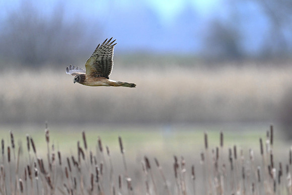 Northern Harrier - female EW 2