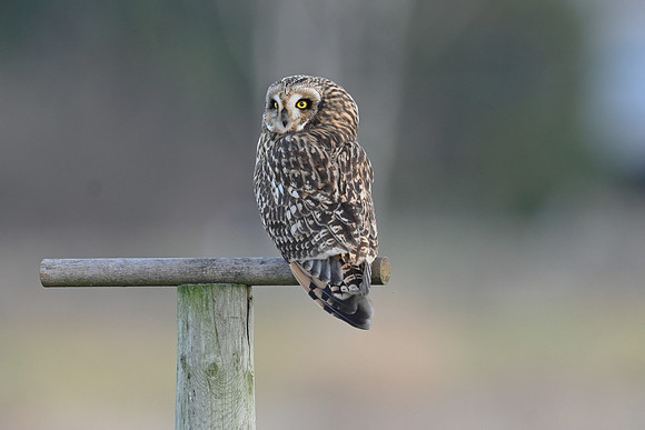 Short-eared Owl EW5