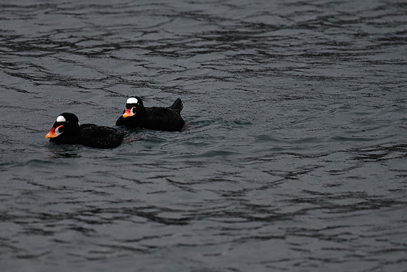 Surf Scoters EW3