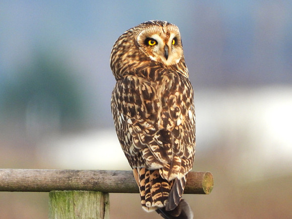 Short-eared Owl EW6