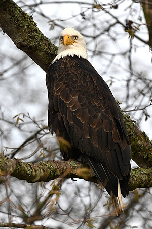 Bald Eagle EW15