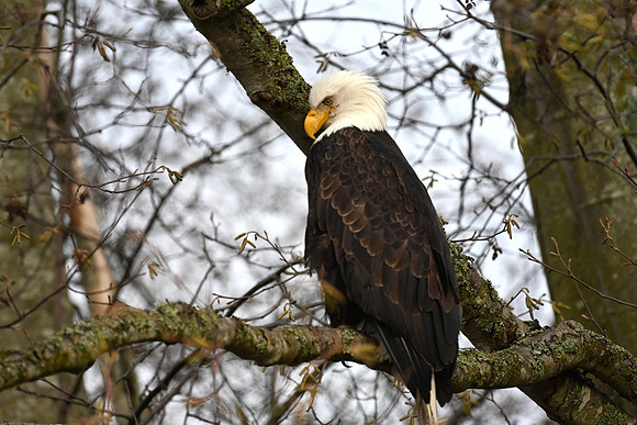 Bald Eagle EW14