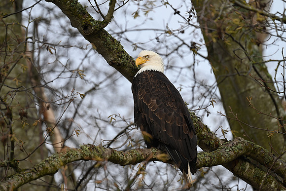 Bald Eagle EW13