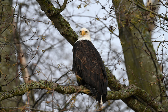 Bald Eagle EW11