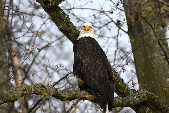 Bald Eagle EW16