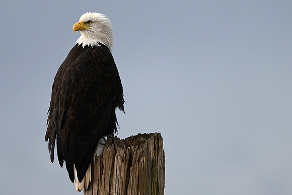 Bald eagle EW18