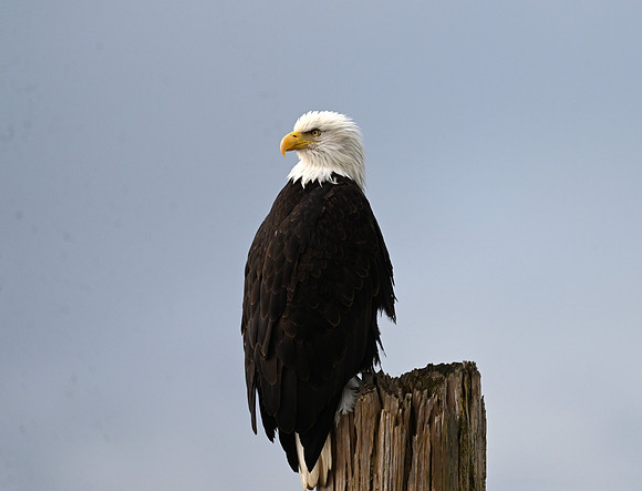 Bald Eagle EW17