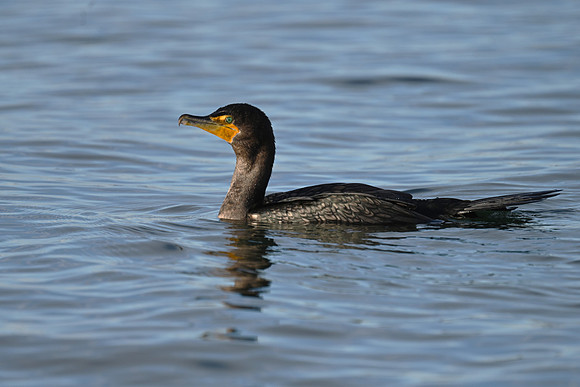 Double-crested Cormorant EW44