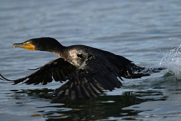 Double-Crested Cormorant Taking Off EW 55