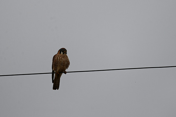 Kestrel EW 4