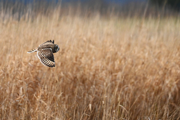 Short-eared Owl EW60