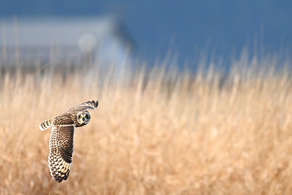 Short-eared Owl EW62