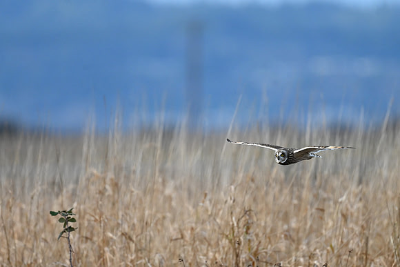 Short-eared Owl EW68