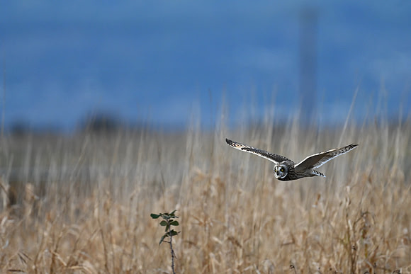 Short-eared Owl EW69