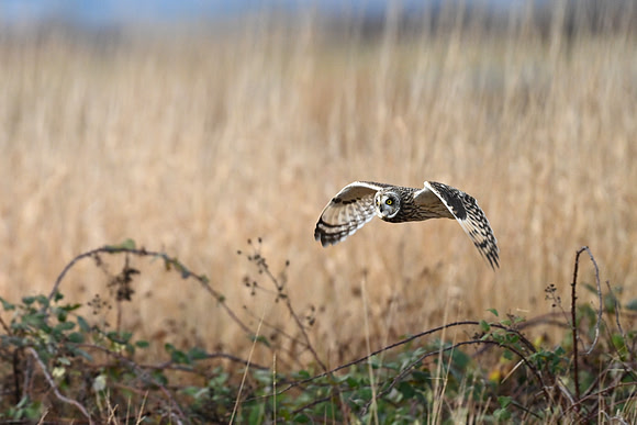 Short-eared Owl EW71