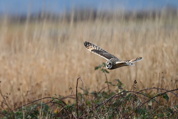 Short-eared Owl EW70
