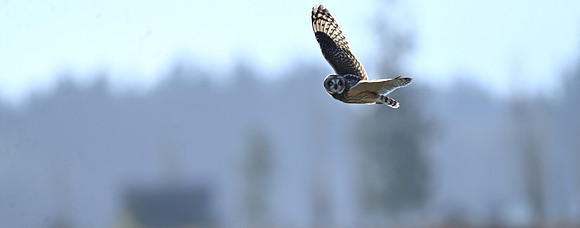 Short-eared Owl EW74