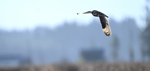 Short-eared Owl EW73