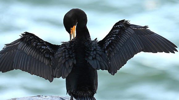 Double-cressted Cormorant EW 4