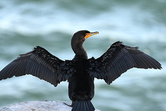 Double-crested cormorant EW2