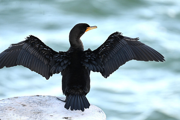 Double- crested Cormorant