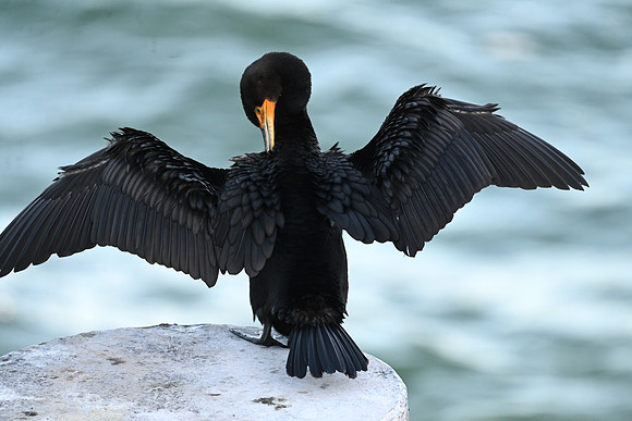 Double-crested Cormorant Preening JOWP