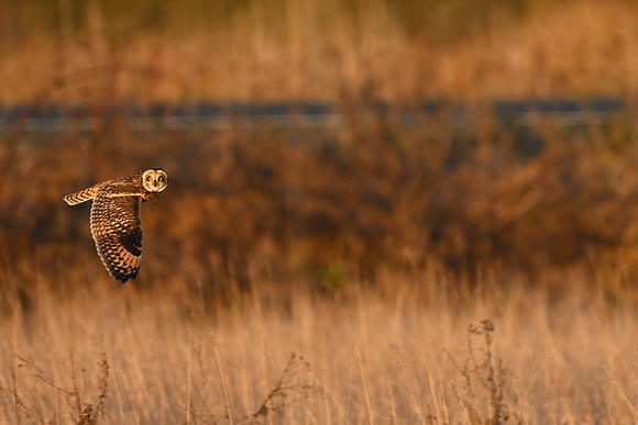 Short-eared Owl - EW11