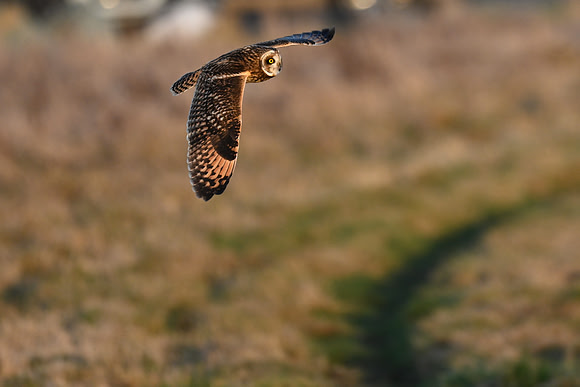 Short-eared Owl -EW 17