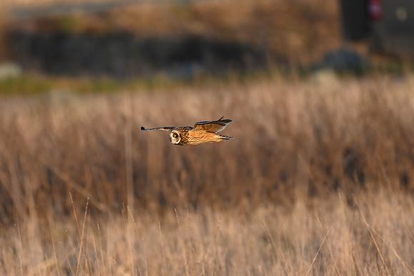 Short-eared Owl - EW19