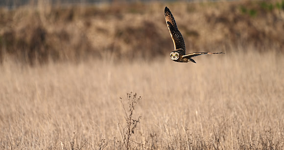 Short-eared Owl -EW13