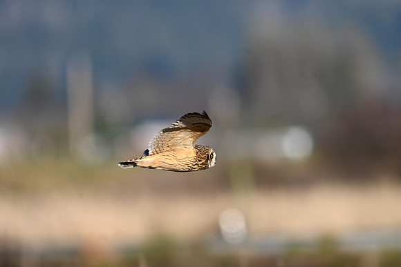 Short-eared Owl -EW14