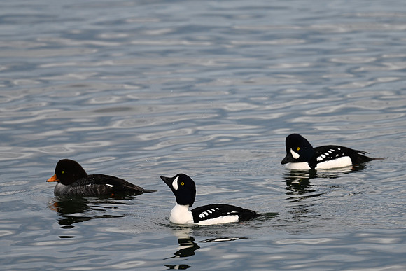 Barrow's Goldeneye EW -6