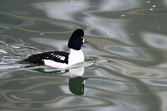 Barrow's Goldeneye EW9