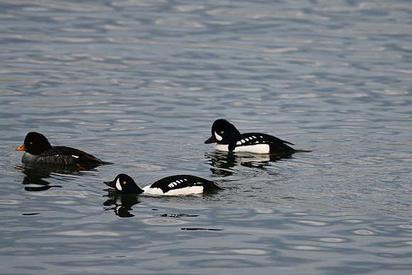 Barrow's Goldeneye EW-5