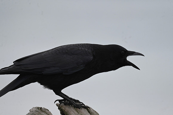 American Crow EW-6