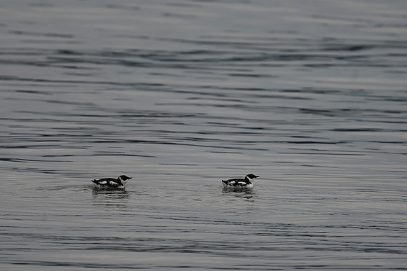 Marbled Murrelets EW2