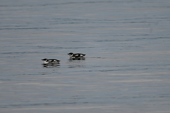 Marbled Murrelets EW5