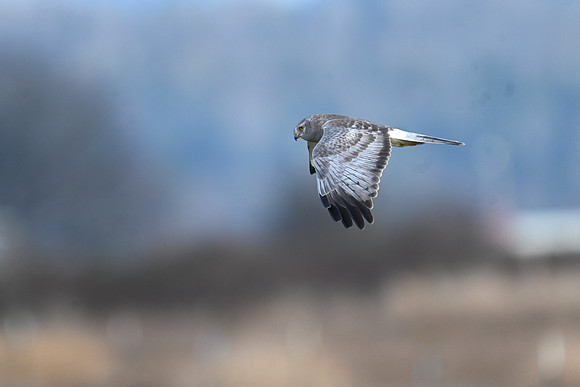 Northern Harrier - Male EW 7