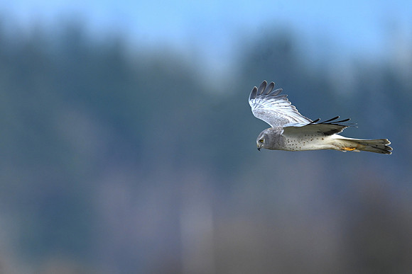 Northern Harrier - Male EW 8