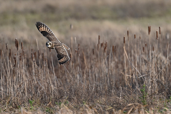 Short-eared Owl EW 5