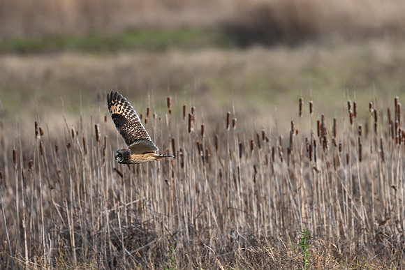 Short-eared Owl EW 3