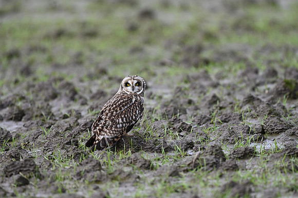 Short-eared Owl EW 2