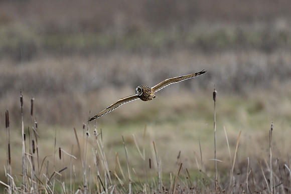 Short-eared Owl EW 7