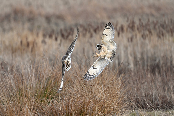 Short-eared Owls - Territory Wars EW3