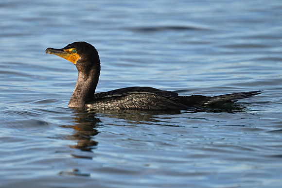 Double-Crested Cormorant EW4