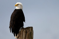 Bald eagle EW18
