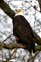 Bald Eagle EW15
