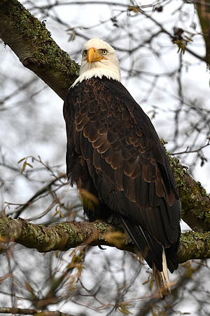 Bald Eagle EW15